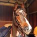 Betfid Racing (@betfidracing) Twitter profile photo Betfid Racing (@betfidracing) Twitter profile photo