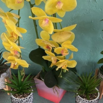 Soy cubana y vivo en Miami tengo una tienda en Etsy soy luchadora
amo mi familia .
Trabajo puedo comprar una casita en finca para ser feliz a familia.