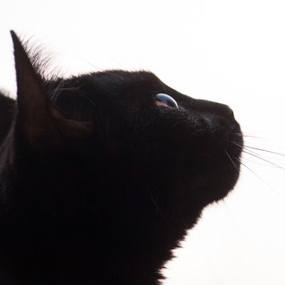 sps_inf's profile picture. pupalupa
