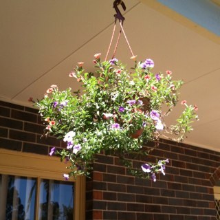 annepage888's profile picture. 