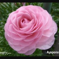アヤ@ベイファンのフェミニスト (@aya5_29) 's Twitter Profile