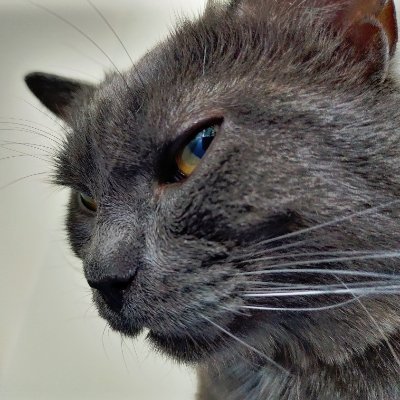 artologren's profile picture. Koti, kissat ja PC.