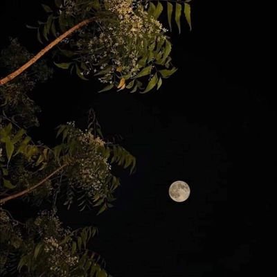 MdrsKhswsy's profile picture. 