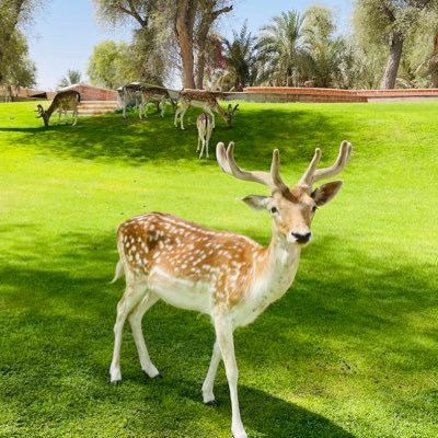 kvraafi's profile picture. 