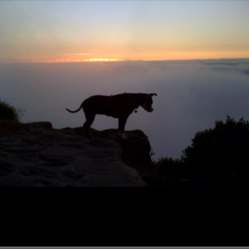 buhluce's profile picture. Brazilian Jiu-Jitsu IT ERP Business Analyst Cape Town