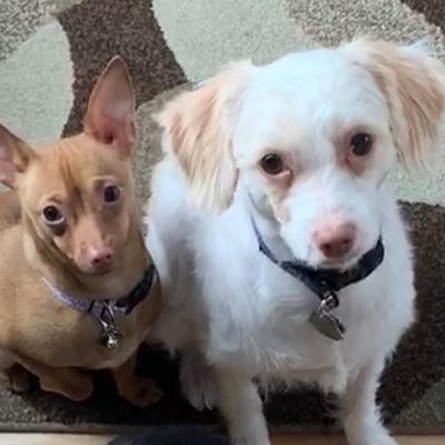 zoey_daisy's profile picture. We’re rescue dogs w a goofy mom. We just want to give you smiles. 😘We LOVE TREATs & walks!! #rescuesisters #rescuedogs #Chiweenie #Maltipoo #adoptdontshop