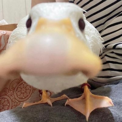 eggyolk43's profile picture. here for business