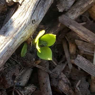 alpasto11's profile picture. Sudeste.