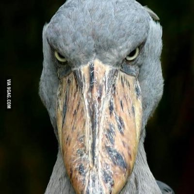 Boomer662's profile picture. Deutscher Löwe
