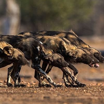 BishopSav93's profile picture. #GatorNation... 🐊 #TeamGemini... ♊ #SoaringOverIsh... 🌠 #NoComplaints... 🆒 #Jeremiah29_11...🙏👑 
#GodIs... 💯🌇🌃