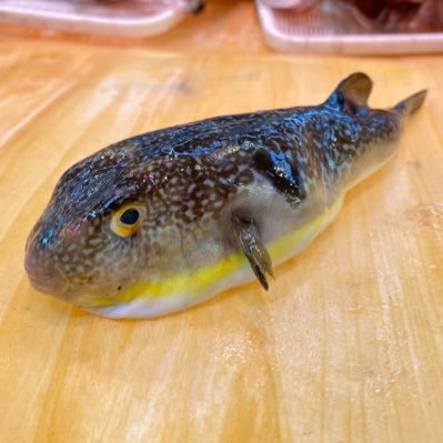 北海道 小樽の市場で魚屋をやってる個人アカウント🐠魚ソムリエです。市場の枠組みを超えて色々な活動をしてます🐡絵やピアノ、バスケとボードをこよなく愛する魚屋🐟ピアノは魚臭くならないように気をつけます🐠 インスタ↓