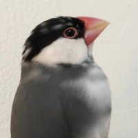 ジャスパ (@java_suzume_) 's Twitter Profile