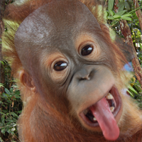 EscapedApe's profile picture. 