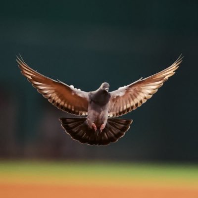 Rally Bird of The Texas Rangers AND Globe Life Field’s Resident Pigeon. You’ve seen my brother Jerry at The AAC I love you Jerry