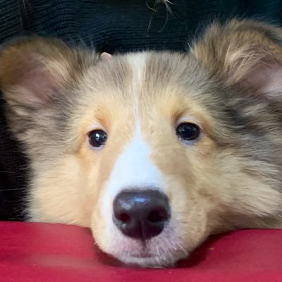 YouTube 「ささみ〜ずチャンネル 」はじめました!!↓↓↓下のURLから遊びにきてください。☻シェットランドシープドッグ(カノン♀)☻ゴールデンレトリバー(ひなた♂)☻2匹の猫(きゃめ♀)(ちゃちゃ♀)と暮らしていてます。 動物達に飼われている飼い主がゆっくりペースで投稿してます。