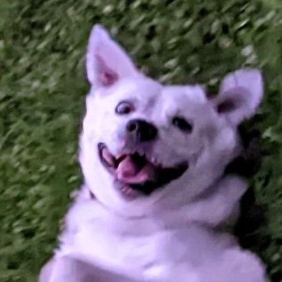 willmcox's profile picture. Im Lucy's Daddee