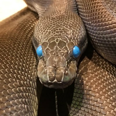 snakehunter_yu's profile picture. 