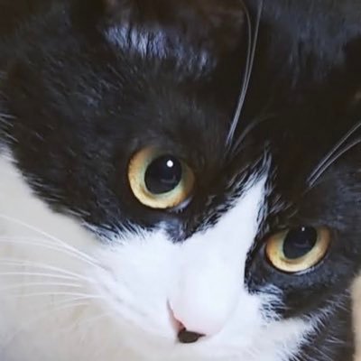 isshonisagasou's profile picture. 仙台に関する人やコトなど「いいね」「リツイート」しています|もっと仙台を知ってほしい|猫好き|楽天イーグルス|ベガルタ仙台|仙台89ERS|東北学院|羽生くん|東北魂|サンドウィッチマン|本間ちゃん|宗さん|