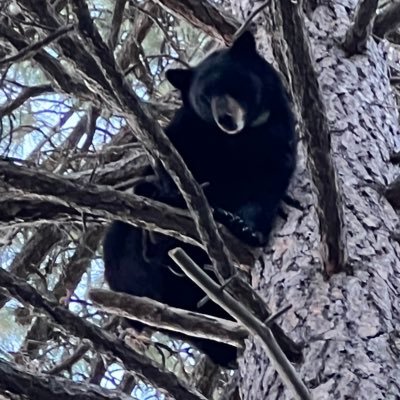 bennygoatss's profile picture. 