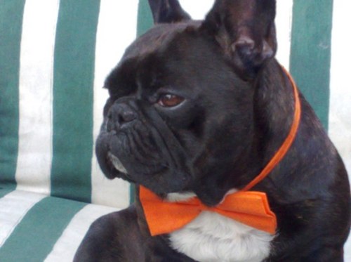 boeyshell's profile picture. Med. secretaresse Maasstad ziekenhuis