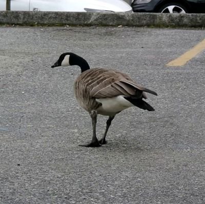 The Goose about town. Most of my posts are crap puns. Not a fan of the Tories.