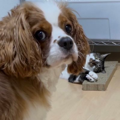 inunekotono's profile picture. YouTube: https://t.co/XiOYuEi8R7                親バカくらいがちょうど良い。