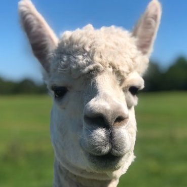 We own and run Moorparks Holiday Cottages in North Devon. Investing (trading🤔) is a big interest….. as well as sheep, alpacas, goats, ducks and chickens.