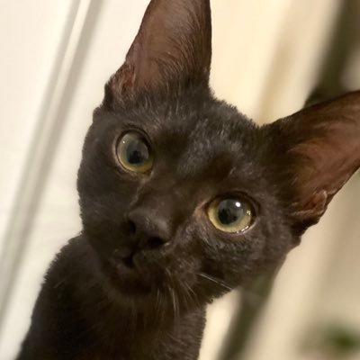 沖縄の島のマンゴー畑に捨てられていた、黒猫成長日記です🥭🥭🐈‍⬛🥭🥭