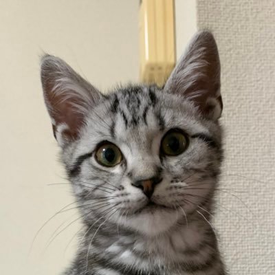 Fuxu_cat Profile Picture