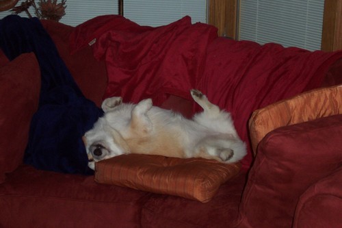 corgilover's profile picture. 