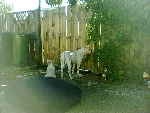 toine1970's profile picture. Gelein select Import onbetwist de anjerspecalist . acepteer iedereen zoals hij of zij is is het leven een stuk makkelijker .