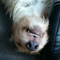 🚮tu wrzucać czerwone szmaty (@radoslaw_grom) 's Twitter Profile Photo