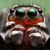 A spider (@selfspidey) Twitter profile photo A spider (@selfspidey) Twitter profile photo
