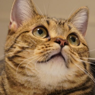 もなつむ Profile