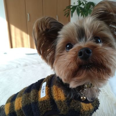 vivicocooka's profile picture. 