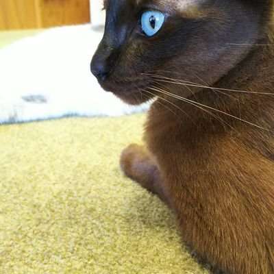 ExTatsu214KK's profile picture. スト6始めました