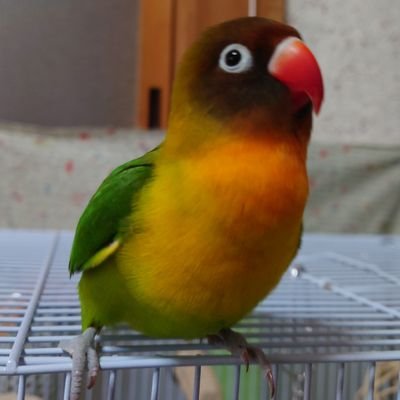 BTfuEPhzGsx8Tca's profile picture. ２０２２年８月８日
奈良県内で迷子になったルリコシボタンインコを捜しています。どんな情報でも頂けるとありがたいです。よろしくお願い致します。
#奈良県　#大和高田市　#北葛城郡　#広陵町　#香芝市　#葛城市　#橿原市　#迷子鳥　#迷子インコ　#保護鳥　#保護インコ　#ボタンインコ