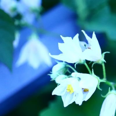 さぶぁ、かさんのプロフィール画像