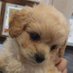 ぴよぴ (@ixn4l) Twitter profile photo ぴよぴ (@ixn4l) Twitter profile photo
