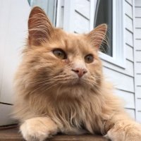 Sophie Caroline (@krodupuis) 's Twitter Profile