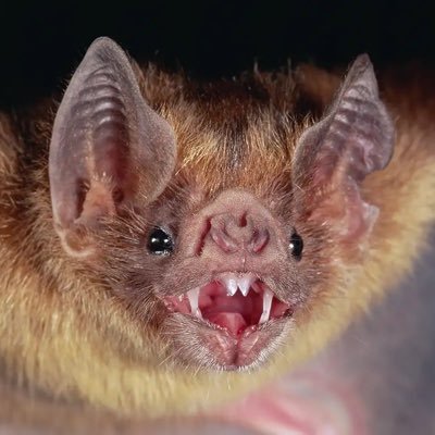 🍁Physically Disabled🩼Horror Fan🧟♀️ Friend to bats🦇 Pet Mom 🐩🐈⬛ 🐾All purpose account. I post politics, pets, entertainment and animals.