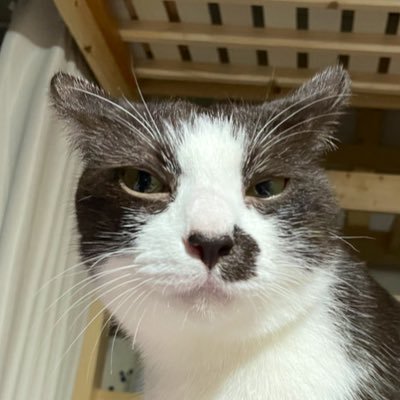 もちこさんのプロフィール画像