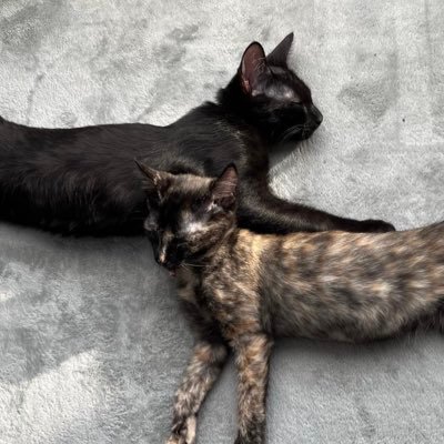 2022/7/31にmfmfさん(@catcafemfmf)から離島出身の保護猫、黒猫のシモン(ジャイアン)とサビ猫のニア(コナ)をお迎えしました。兄妹猫。はじめての猫ちゃんお迎え。可愛いがとまらない。尊さの前に語彙力を失っています。