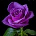 Roos (@roos878721813) Twitter profile photo Roos (@roos878721813) Twitter profile photo
