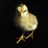 Mark_de_Leeuw's profile picture. “First they ignore you, then they laugh at you, then they fight you, then you win” 

Class of 2021