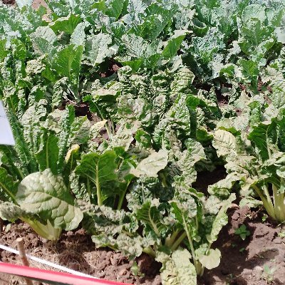 african88477602's profile picture. 