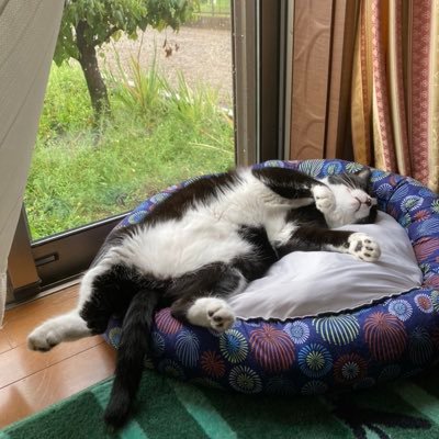 i_asuka0809's profile picture. 24歳 家に猫がいる