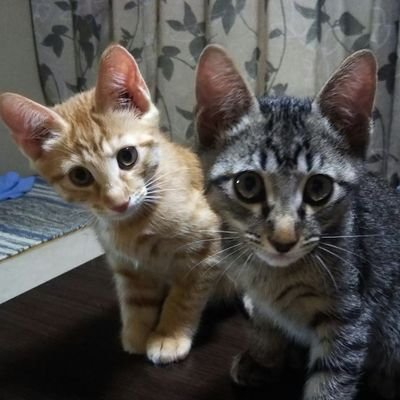 G5dNGeIOCBL7rqH's profile picture. 母親【メメ】茶【だんご】黒【ごま】   だんご、ごま➡2匹の誕生日2022,06,07🎂
だんご君はうまれつき右手の指がありません。6匹産まれたのですが4匹が里親さんのところへ。無言フォロー失礼します【時々いいね♥が消える不具合発生中】