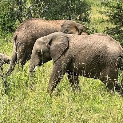 bkobadiah's profile picture. 