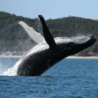 Scott Armanini (@armanini1) 's Twitter Profile